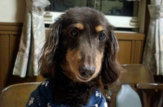 田布施町S様　犬のテンちゃん