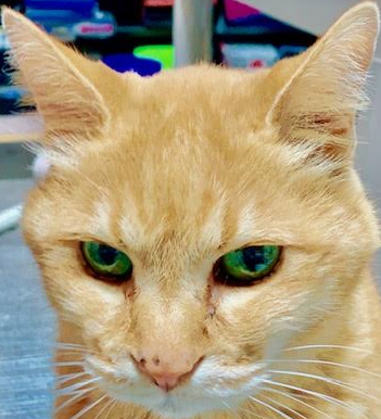 下松市T様猫の　でんのすけちゃん
