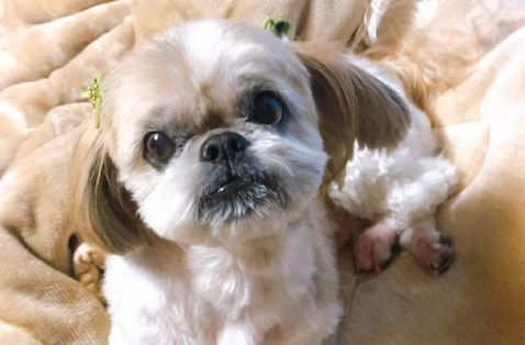 岩国市H様犬のモカちゃん
