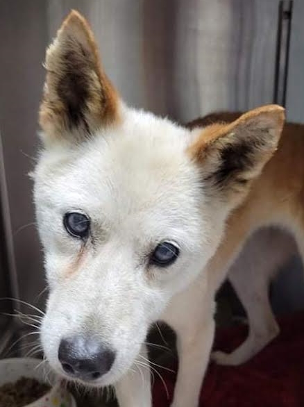 岩国市　Ｈ様　犬のイズちゃん