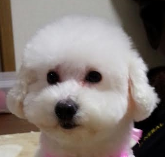 柳井市　Ｔ様　犬のあんちゃん