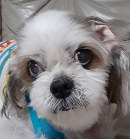 平生町　Ｓ様　犬のマロンくん
