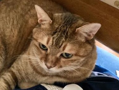 平生町Y様猫のモモちゃん