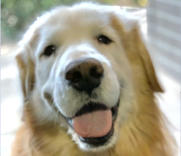 岩国市T様犬のエルちゃん