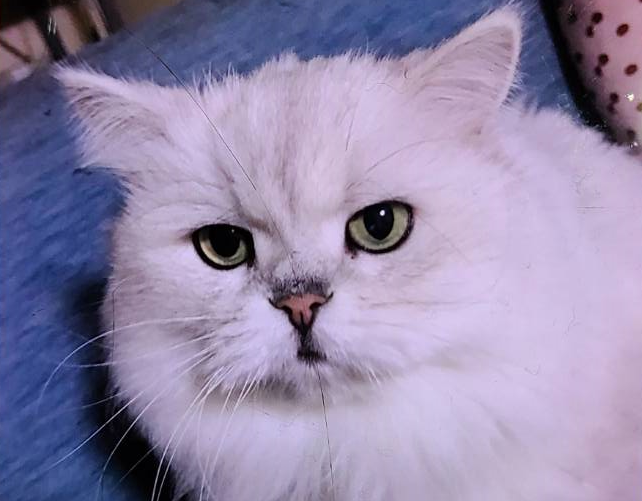 下松市I様猫のジジちゃん