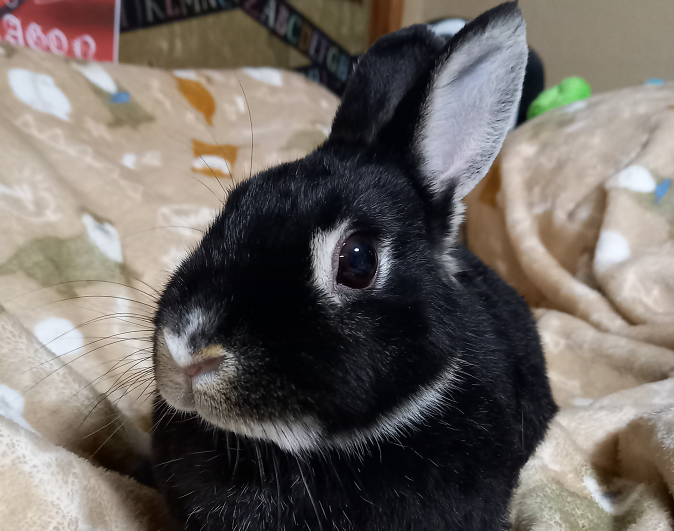 廿日市市A様ウサギのニコちゃん