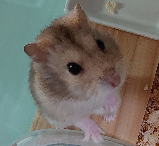 柳井市I様ハムスターのスージーちゃん
