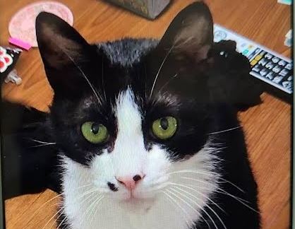 周南市S様猫のバードちゃん