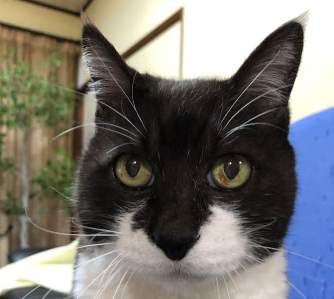 周南市H様猫のチビちゃん