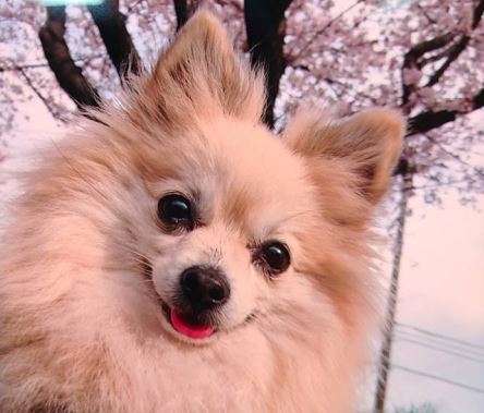 下松市a様 犬のコロンちゃん 小田ペット葬祭 下松市a様 犬のコロンちゃん 小田ペット葬祭