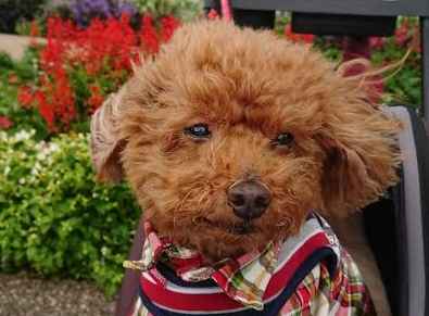 岩国市I様犬のディープちゃん