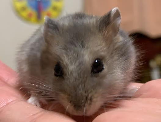 光市I様ハムスターの　いちごちゃん