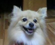 下松市M様犬のクルミちゃん