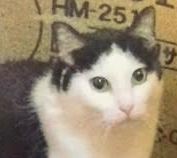 岩国市S様猫のチコちゃん