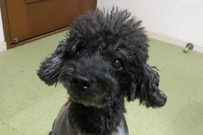 岩国市K様犬のハッチちゃん