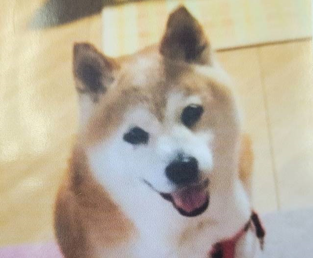 下松市K様犬のももちゃん