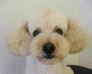 大竹市Y様犬の　もこみちちゃん