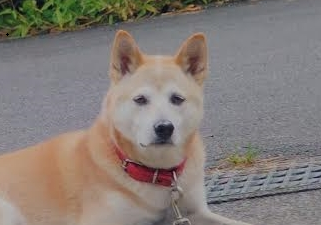 岩国市I様犬のジロちゃん