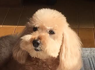 周南市K様犬の　ののちゃん