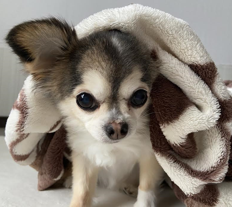 周防大島町Ｓ様犬の　ベビーちゃん