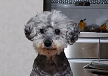 光市H様犬のチャチャちゃん