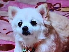 周南市Ｉ様犬のくーちゃん