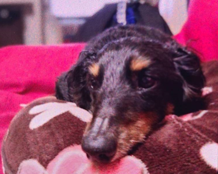 岩国市T様犬のうーちゃん