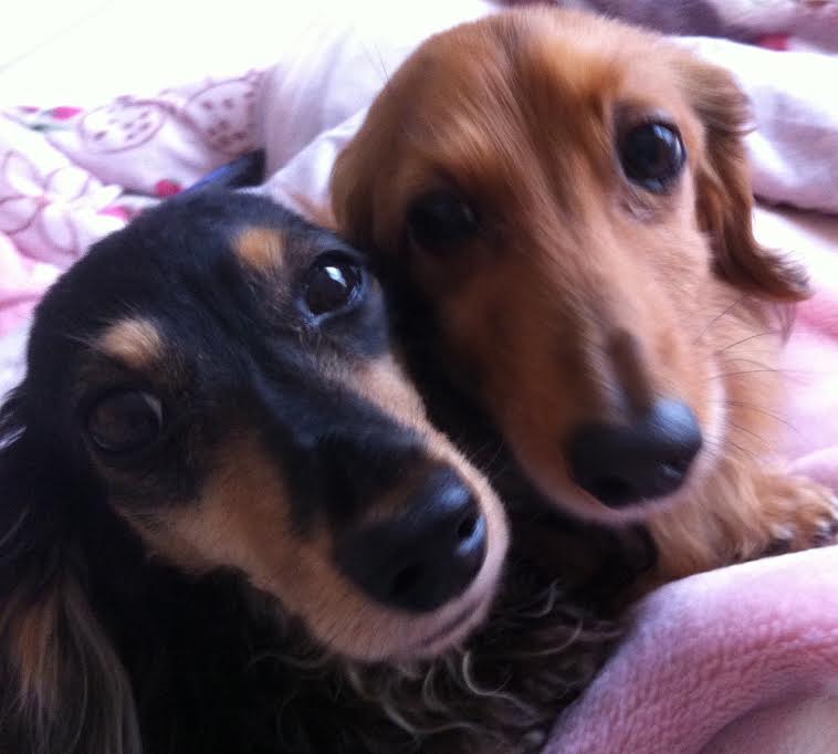 岩国市U様犬の菜々ちゃん