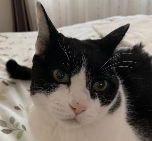 岩国市I様猫の天ちゃん