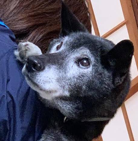 周南市U様犬のププちゃん