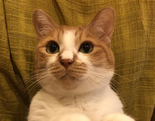 岩国市H様猫のチャメ子ちゃん