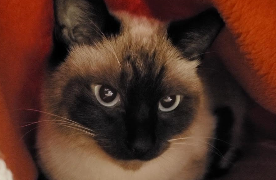 岩国市M様猫のテンテンちゃん