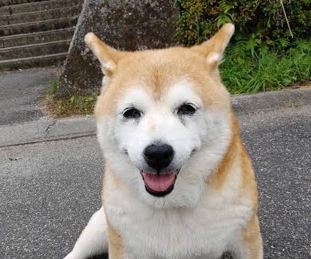 岩国市N様犬のヒメちゃん