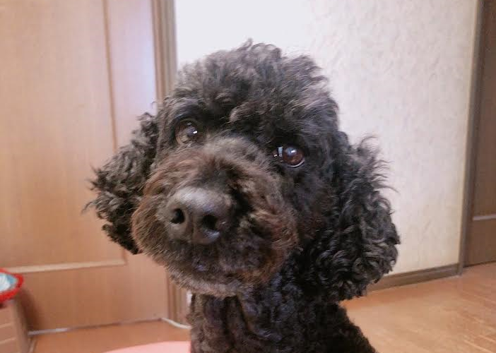 岩国市F様犬のララちゃん