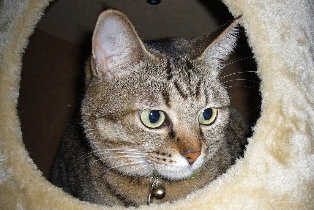 田布施町K様猫の小雪ちゃん