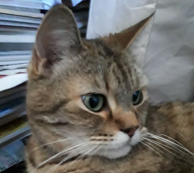 田布施町U様猫の　二三ちゃん