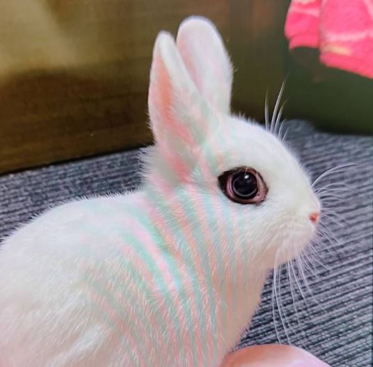 周南市Ｕ様うさぎのごまちゃん