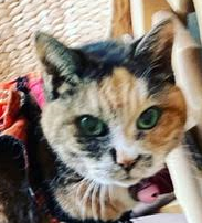 下松市T様猫のチャコちゃん