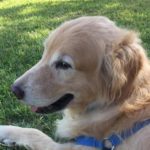 周南市O様犬のぼぼちゃん