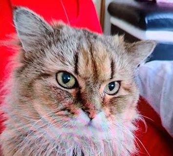 下松市Y様猫のパオちゃん