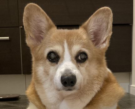 下松市E様犬の　メロンちゃん
