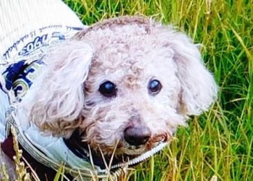 柳井市H様犬のモコちゃん