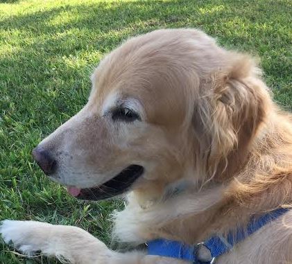 周南市O様犬のぼぼちゃん