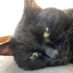 光市N様猫のウニちゃん