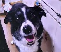 周南市S様犬のひかるちゃん