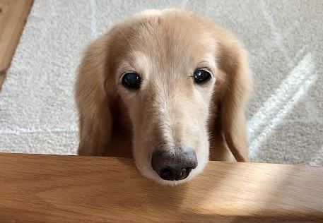 周南市R様犬のライムちゃん