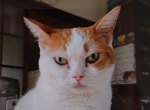 柳井市A様猫のはなちゃん