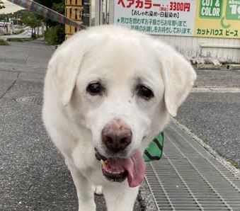 光市Y様犬のケンシロウちゃん