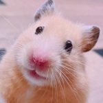 周南市Y様ハムスターのモカちゃん