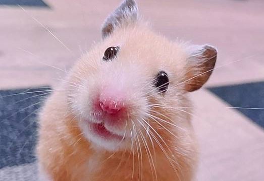 周南市Y様ハムスターのモカちゃん